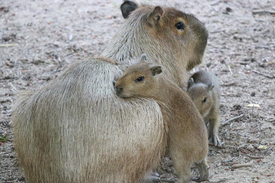 Wie alle Babys kuscheln auch die kleinen Wasserschweine gern mit ihrer Mama.