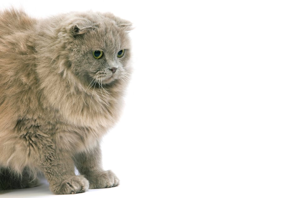 Scottish folds take their name from their folded-over ears.