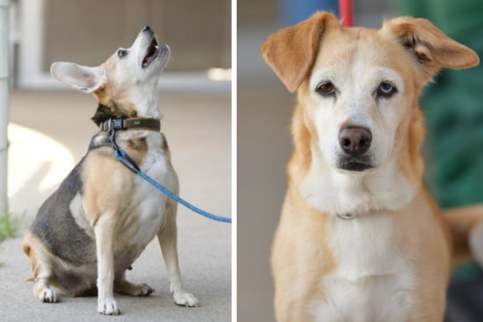 Lilly (11) und Luna (12) teilen sich nicht nur ihr Körbchen, sondern oft auch ihre Kaustange.