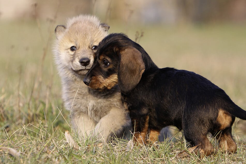 Naaja und Dackel Amsel lebten als Welpen gemeinsam bei Tanja Askani.