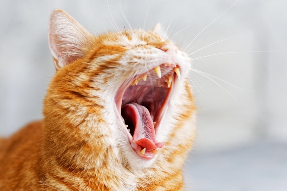 Mundgeruch kann auch ein Symptom einer ernsthaften Erkrankung der Katze sein.