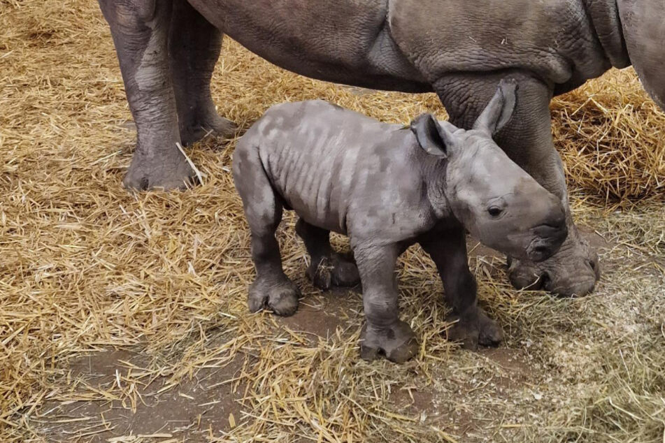 Süße Überraschung im Augsburger Zoo: Nashorn-Baby erblickt Licht der Welt!