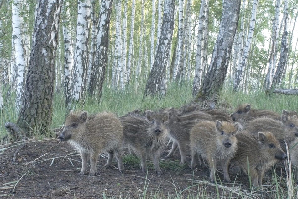 Die Kinderstube der Wildschweine: Ein nach Mensch riechender Kameramann würde bei dieser Nähe wohl von den Bachen attackiert werden.