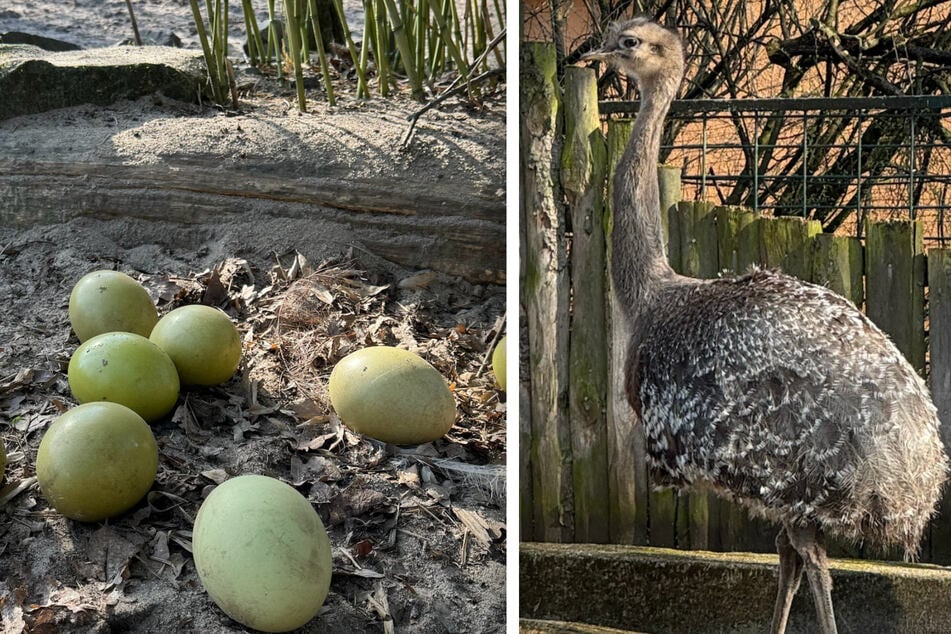 Die Darwin-Nandus im Zoo Magdeburg haben 16 Eier gelegt.