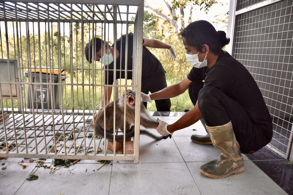 Nach seinem Fang wurde der Affe zur Untersuchung nach Pekanbaru gebracht. Dort wird auch geprüft, ob das Tier Krankheiten überträgt.