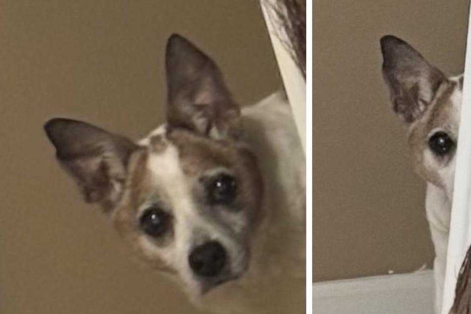 Hund Jack verzaubert mit seiner niedlichen Eigenart das Netz.