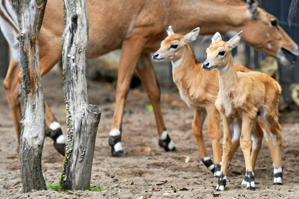 Blitz-Geburt vor den Augen der Zoobesucher: Zwillinge bei den Nilgau-Antilopen