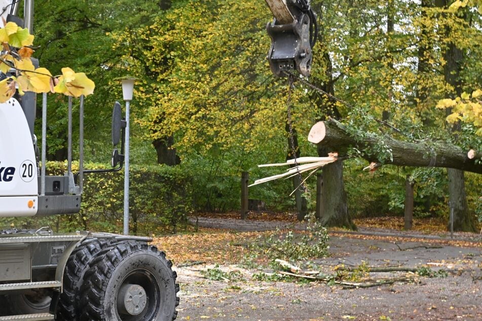 Mit einem Bagger wurde der umgestürzte Baum aus dem Weg geräumt.