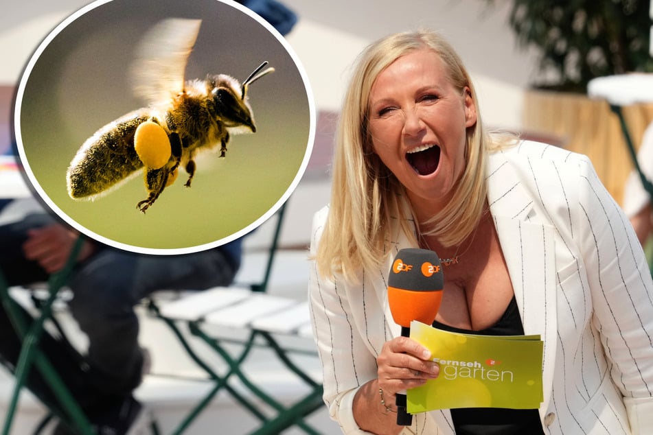 Eine Biene hatte es am Sonntag im Fernsehgarten während der Show auf Moderatorin Andrea "Kiwi" Kiewel (61) abgesehen. (Archivbild)