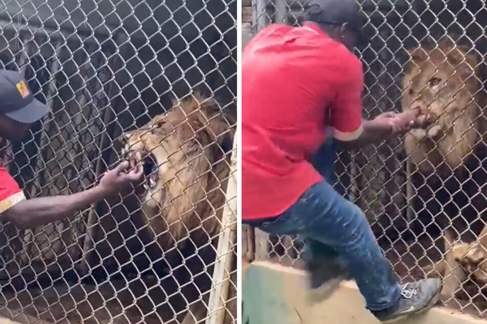 Schockierendes Video: Löwe beißt arrogantem Zoowärter den Finger ab