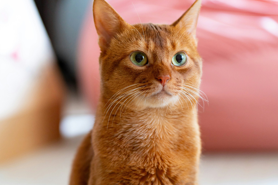 The Abyssinian is one of the world's most curious kitties.