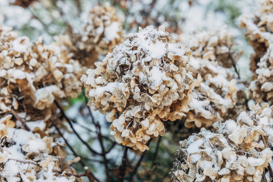 Wie sollten Hortensien überwintern? Zurückschneiden oder nicht?