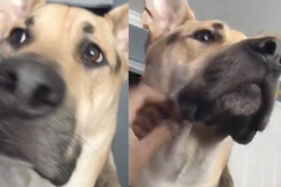Zunächst verhält sich der Hund augenscheinlich ganz normal.