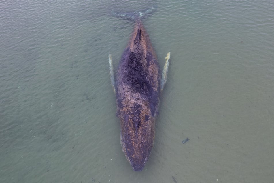 Alle Rettungsversuche scheiterten bislang. Am Donnerstag soll ein größerer Saugbagger die Wende bringen.