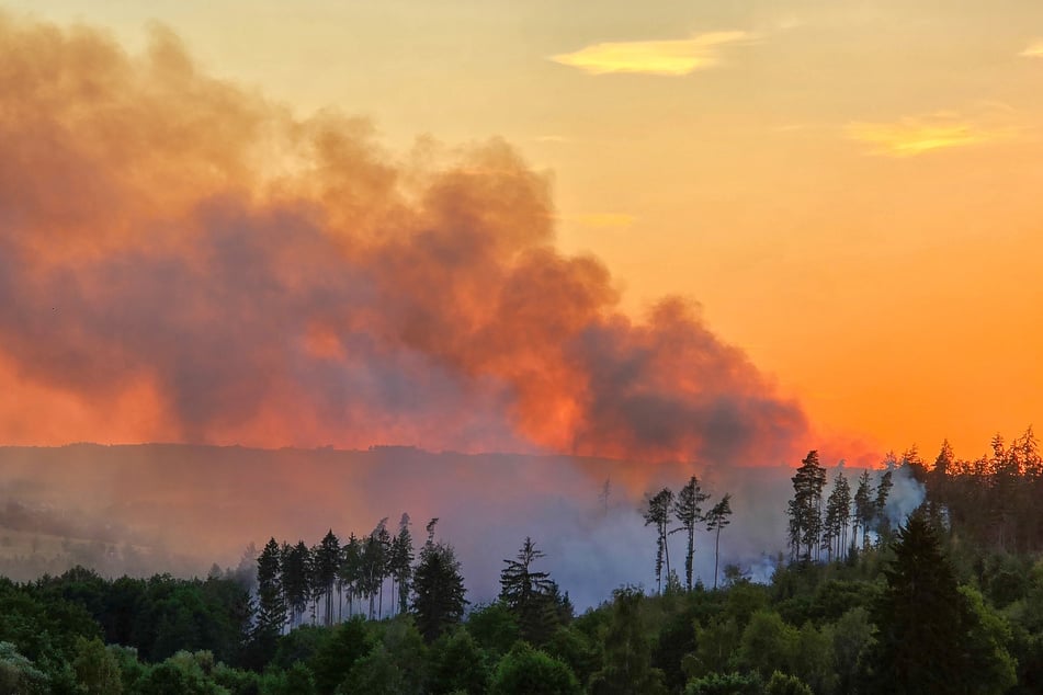 Am Dienstagabend brach der Waldbrand im Gebiet "Schwarzes Holz" aus.