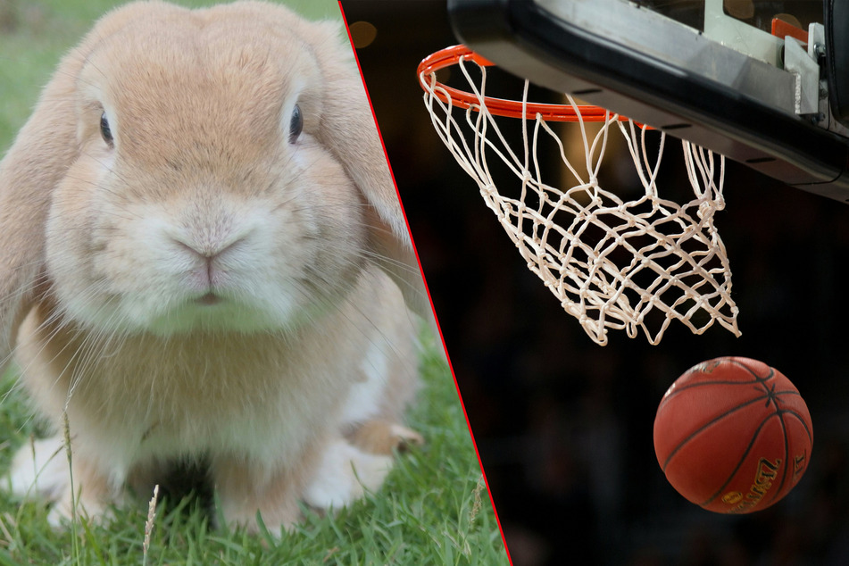 What is the most basketball slam dunks by a bunny?