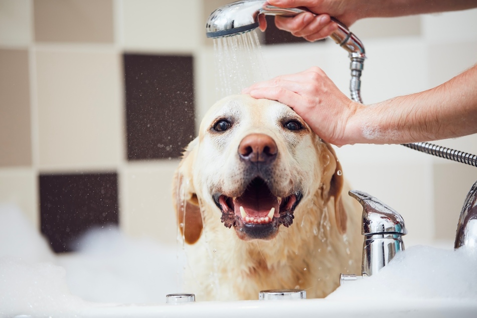 Das Baden mit speziellen Hundeshampoos kann Läuse effektiv bekämpfen.