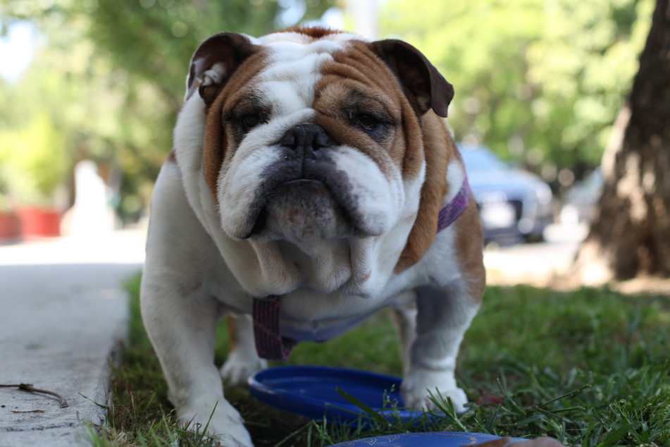 Bulldogs often have serious trouble breathing due to their signature wrinkles.