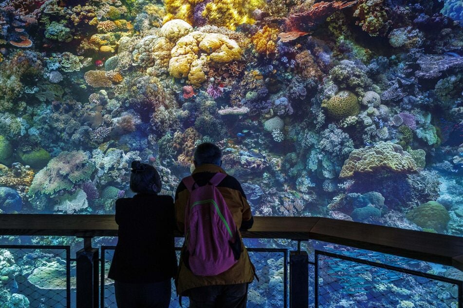 Im Panometer Dresden kann das Great Barrier Reef hautnah bestaunen.