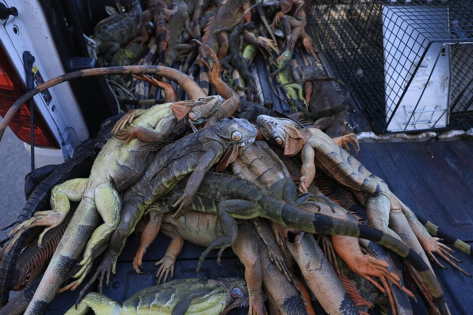 In Florida fallen wegen der Kälte reihenweise Leguane erstarrt von den Bäumen.