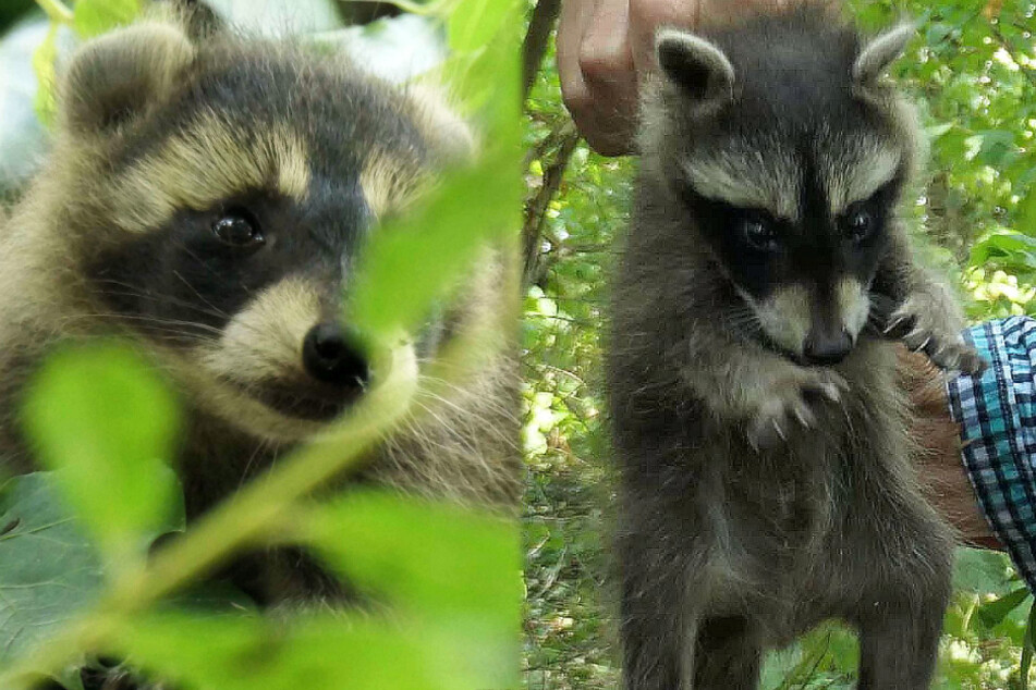 Die Montage zeigt die beiden Waschbär-Geschwister, die in Frankfurt-Fechenheim aufgefunden wurden.