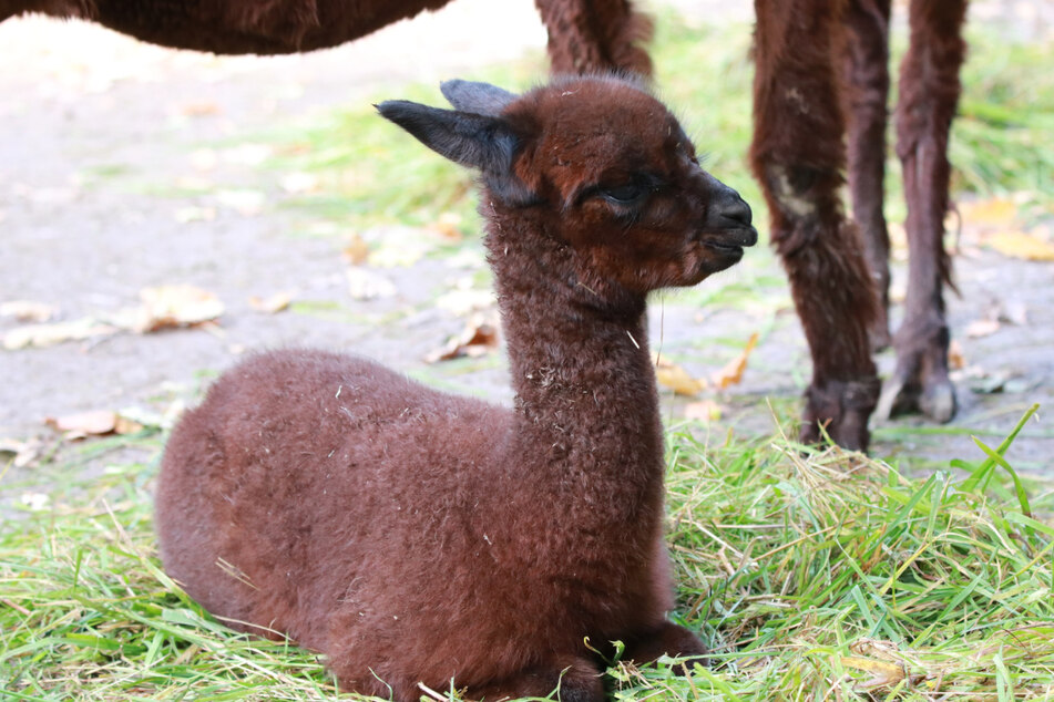 Diese junge Alpaka-Dame kam Anfang Oktober im Tierpark Chemnitz zur Welt.