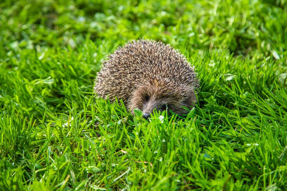 Sobald sich die Augen der Igelkinder öffnen, gehen sie auf Entdeckungstour. (Symbolbild)