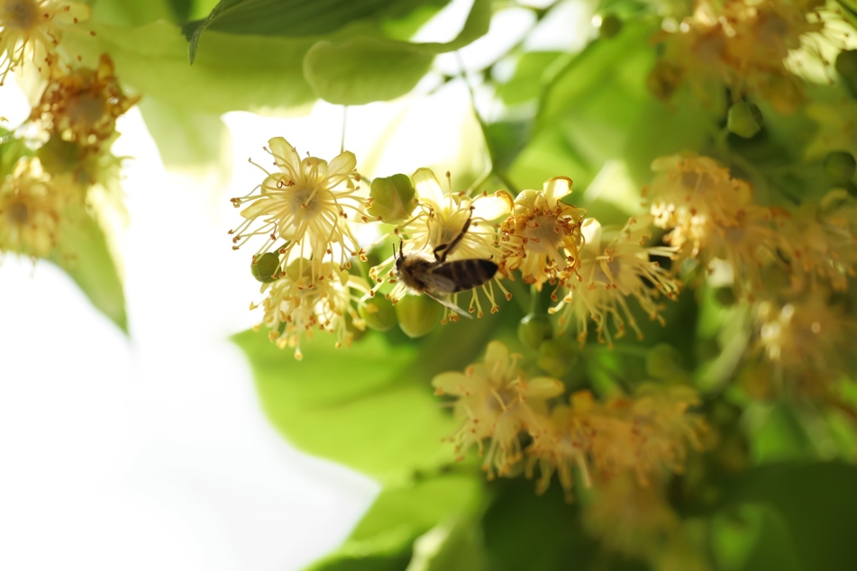 Auch Bienen lieben den Nektar dieser aromatischen Blüten.