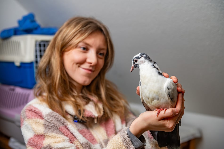 Für Lisa Schädtler (32) ist wichtig: Stadttauben wie "Franz" (4) galten früher als Haustiere und sind nun schlichtweg obdachlos.