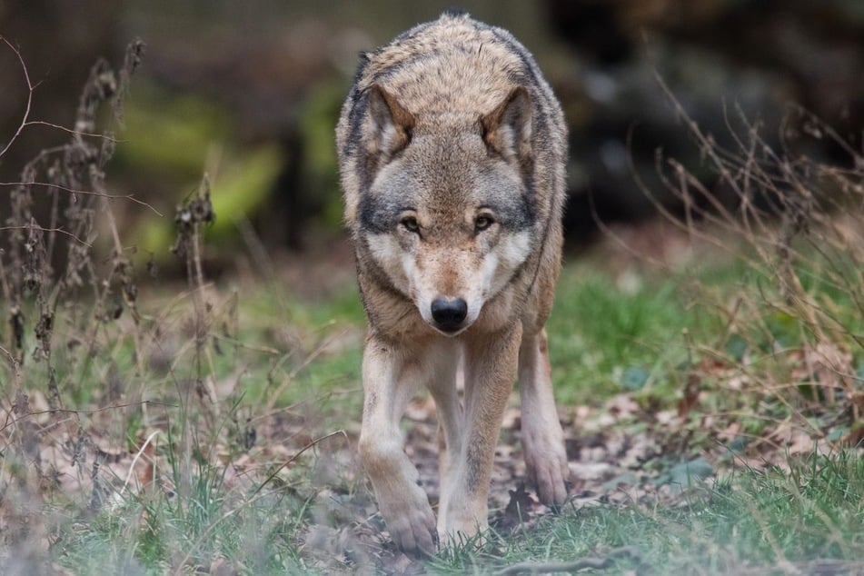 Vom Wolf angegriffen? Kind in Brandenburger Wildpark verletzt