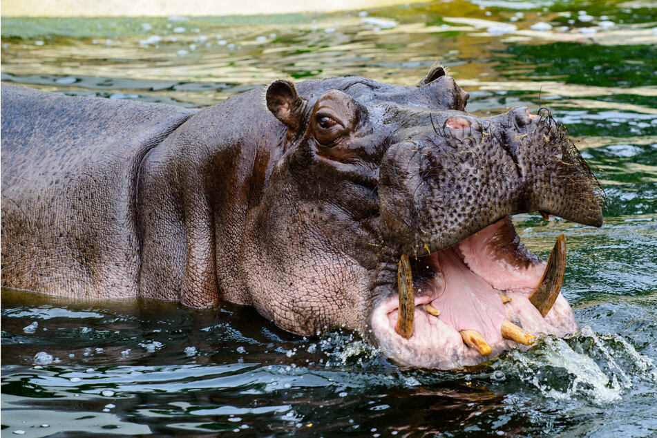 A young wildlife ranger was killed by an aggressive hippopotamus (stock image.)