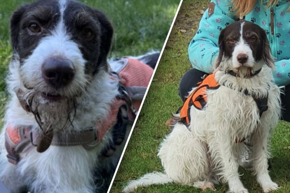 Hund wartet sehnsüchtig auf Happy End, dann wird Tierrettern ein Weihnachtswunsch erfüllt