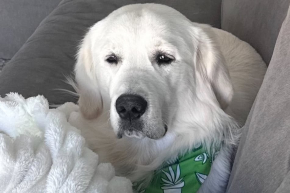 Teddy will seine Müdigkeit oft nicht akzeptieren.