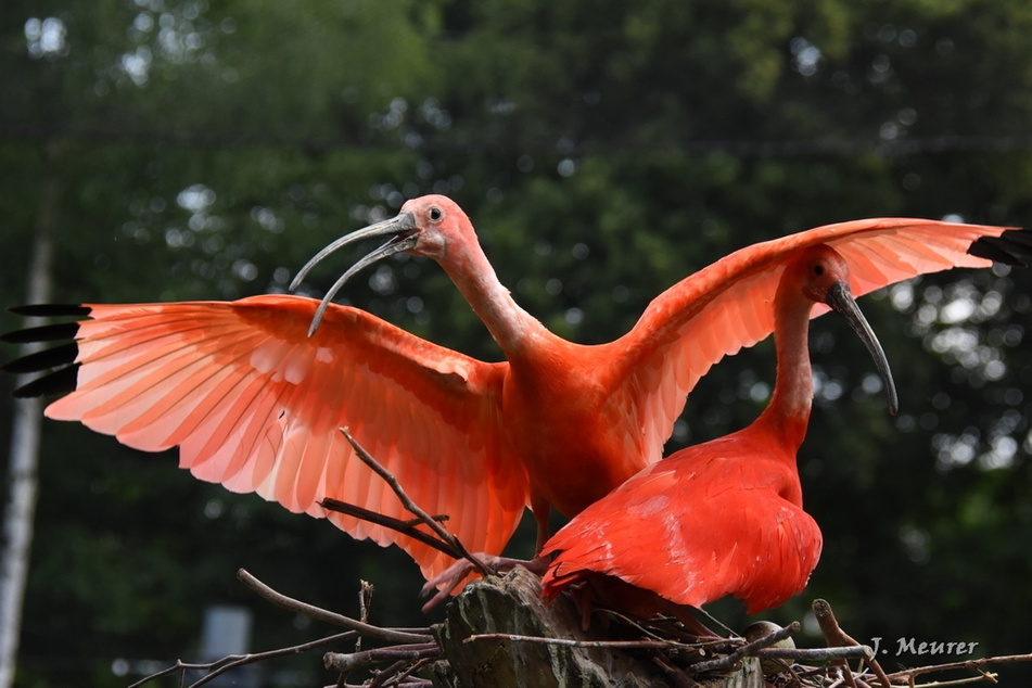 Aufatmen im Tierpark: Den Seidenreihern und den anderen Vögeln geht es gut.