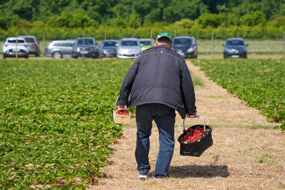 Wer in Brandenburg Erdbeeren selbst pflücken möchte, kann auch schon mal leer ausgehen - dieser Mann ist glücklicherweise gut versorgt.