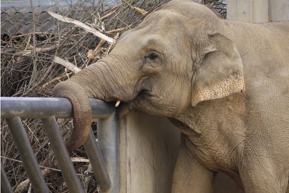 Die asiatische Elefantenkuh Burma. Das Tier musste im Alter von 53 Jahren eingeschläfert werden.