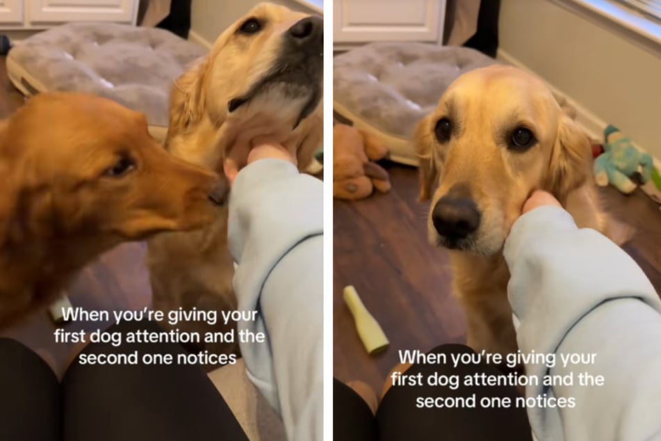 Golden Retriever se nechává hladit: jeho bratr má jiné plány