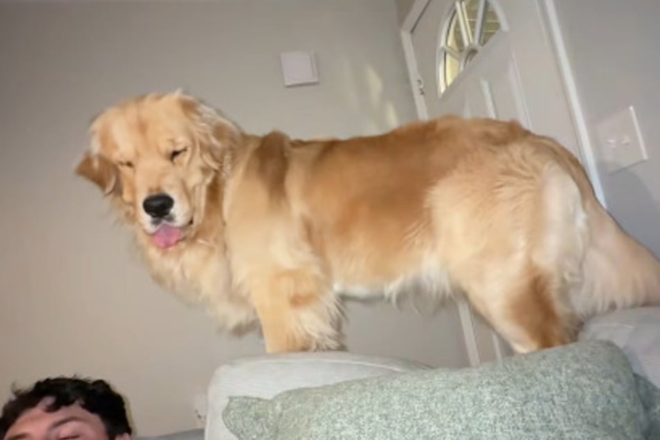 Golden Retriever Reef stolzierte über die Sofalehne.