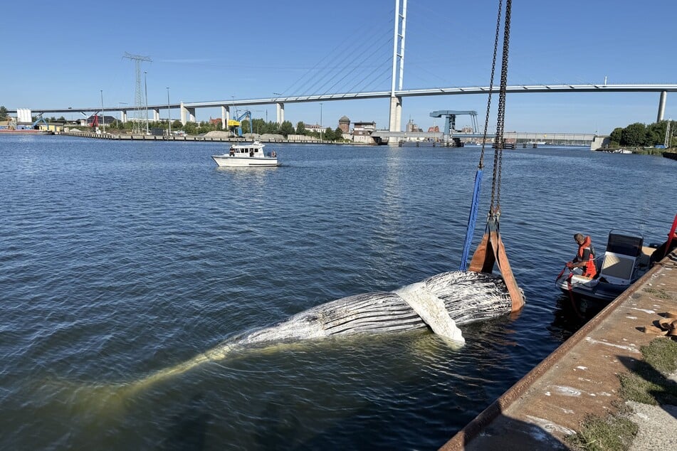 Das Tier aus der Ostsee wurde zunächst zur Insel Dänholm bei Stralsund geschleppt.