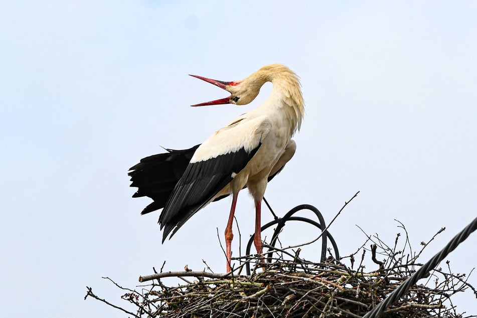 Kurz vor dem Abriss klapperte Gustav nochmal in seinem alten Nest.