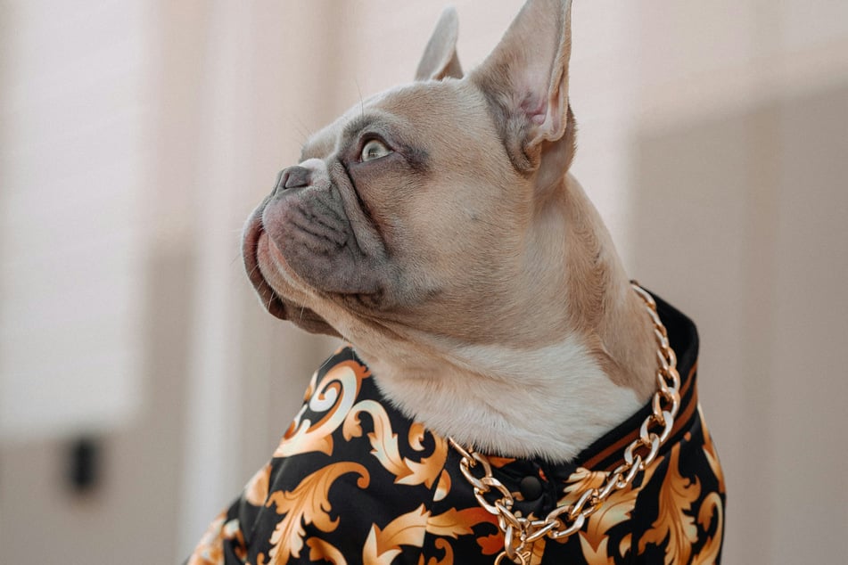 Few dog breeds have as strong or as curious a personality as the French bulldog.