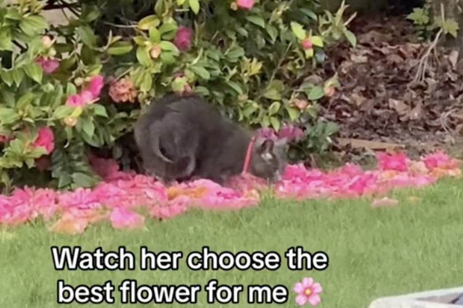 Fiddy chooses the flowers for Aalish with care.