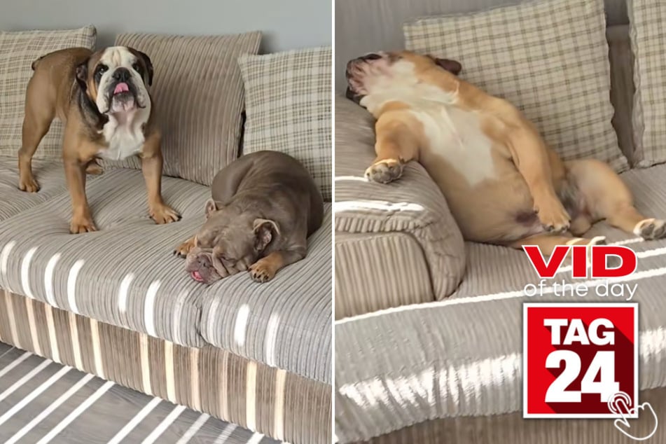 These dogs go from couch potatoes to chaos in seconds!