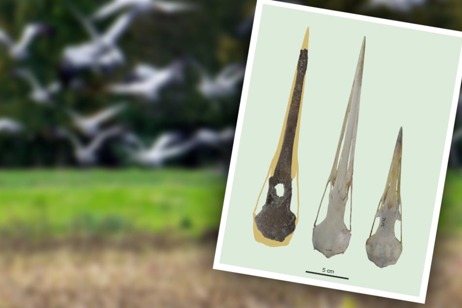 Den Schädel eines rund elf Millionen Jahre alten Riesenkranichs haben Forscher im Ostallgäu gefunden. (Bildmontage)