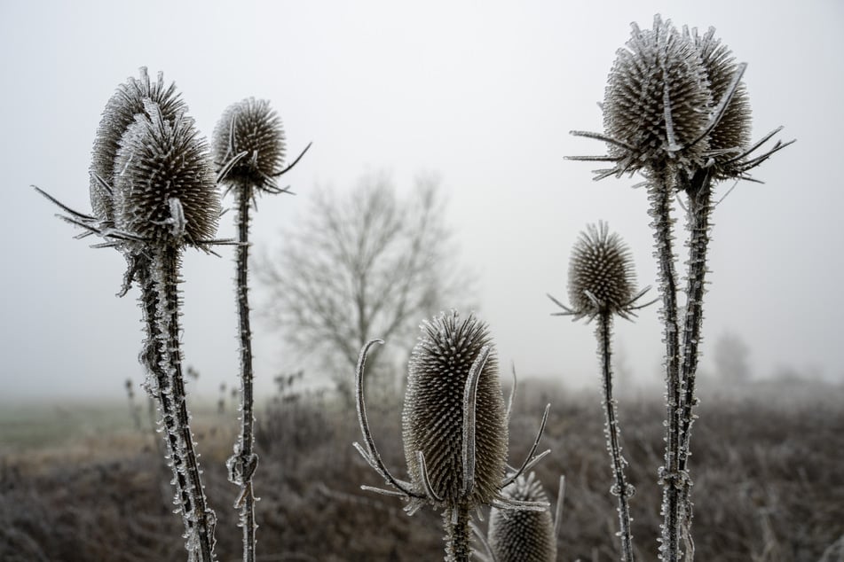 Zum kalendarischen Herbstanfang kann es mancherorts in der Nacht zu Frost kommen.