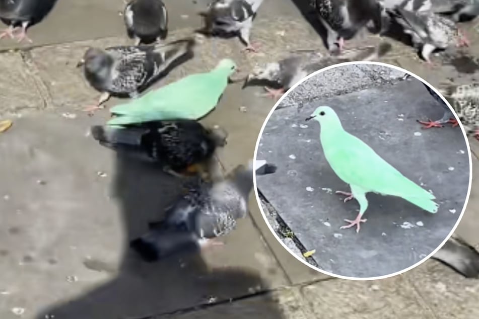 Se sabe que algunos criadores de palomas pintan a sus aves para disuadir a los depredadores, aunque no está comprobado si esto realmente funciona.