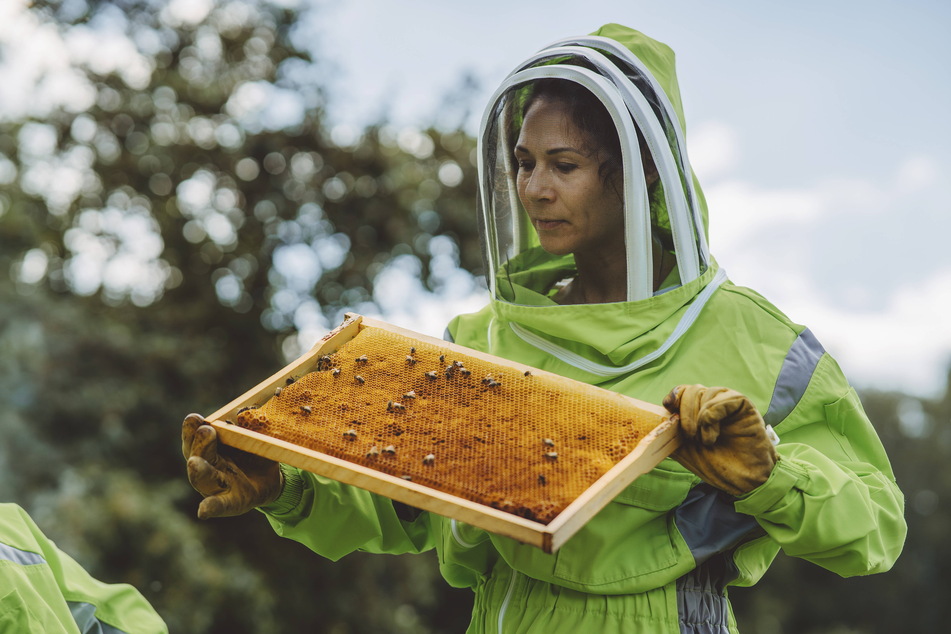 Um ein Glas Honig zu füllen, umkreisen Bienen umgerechnet 2,5 Mal die Erde!