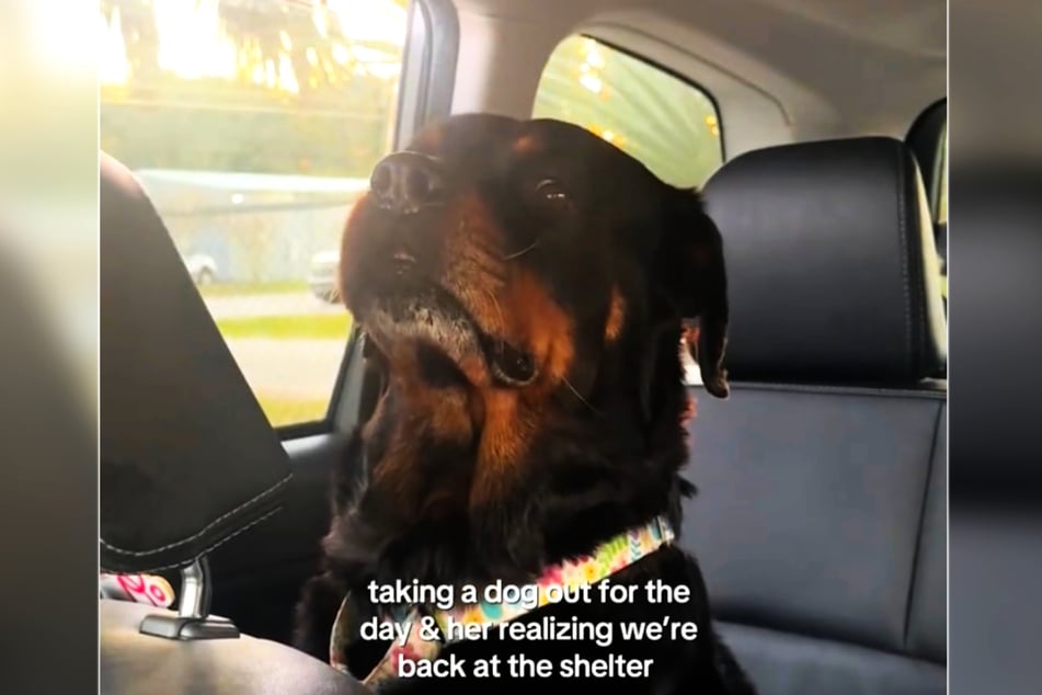 El perro regresa al refugio de animales: una reacción desgarradora