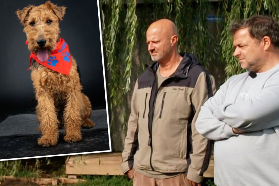 "Tierheimhelden": Süßer Terrier wird für Detlef Steves echte Herausforderung!