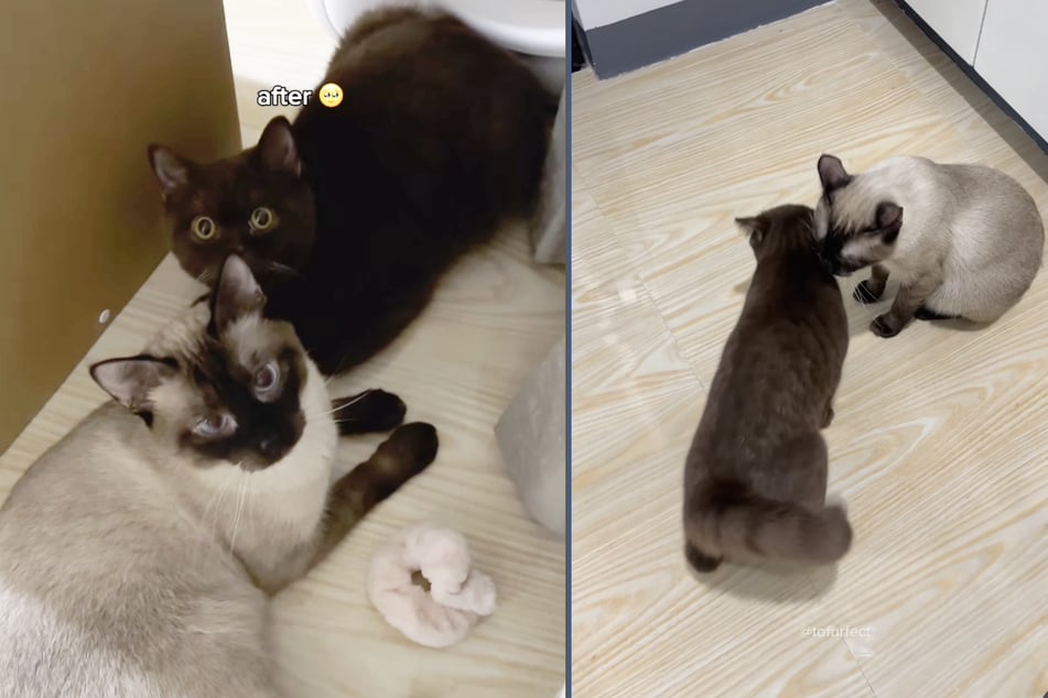 Aus diesem Grund überraschte die Katzenhalterin ihr Haustier mit einer Babykatze. "Tofu" war wie ausgewechselt!